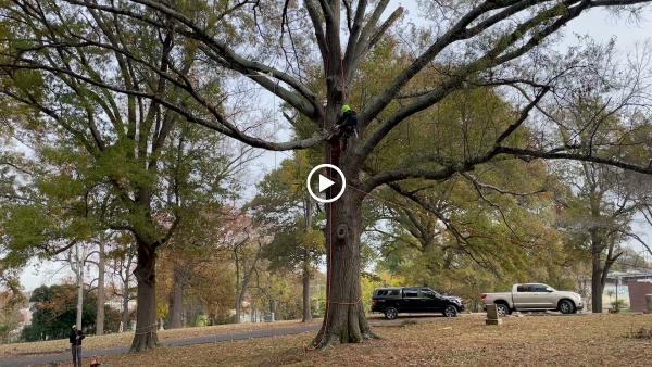 Gomez Tree Service