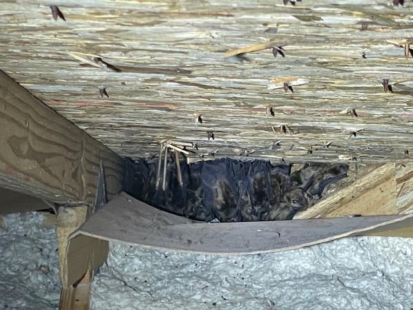 Mayhem Bat Control and Nuisance Animal Trapping Llc.