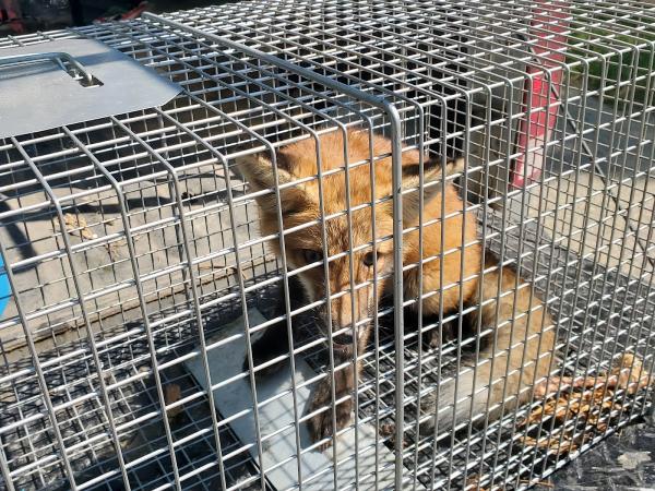 Mayhem Bat Control and Nuisance Animal Trapping Llc.