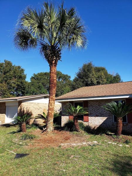 JW Palm Tree Services LLC