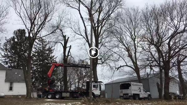 Treewerx