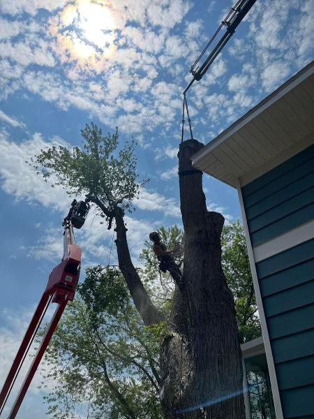 Treewerx