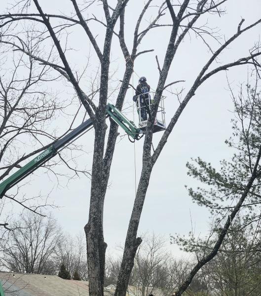 ATS Tree Services