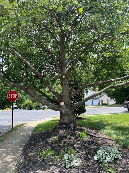 J&J 5 Tree Services LLC