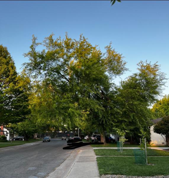 Haman Landscape and Tree Service