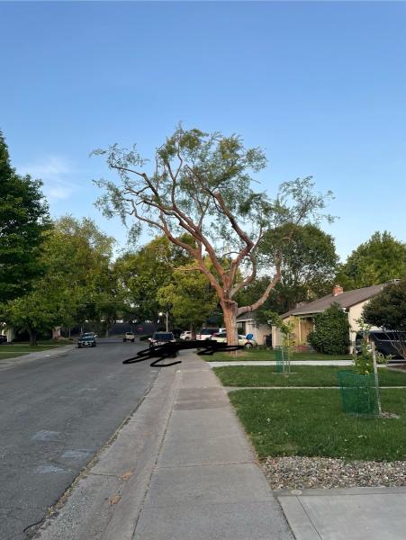 Haman Landscape and Tree Service