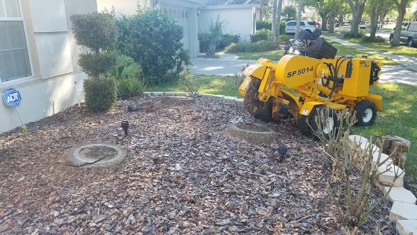 Bionic Beaver Stump Grinding