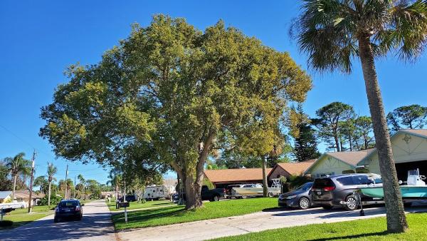 Florida Foliage