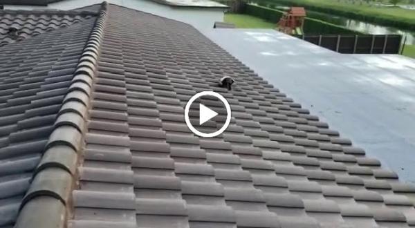 Del Sol Roofing