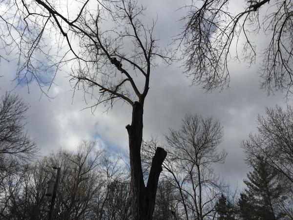 Elijah's Tree Care