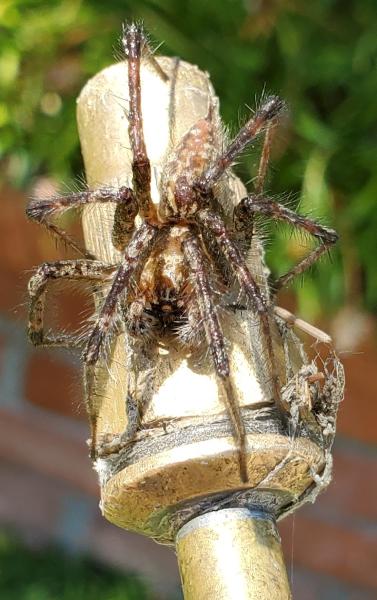 Hydrex Pest Control & Termite Co
