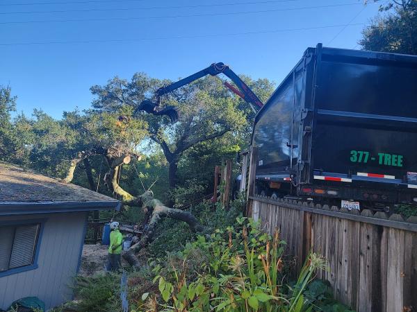 East Bay Tree Service