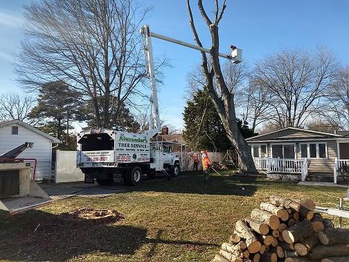 Alexander's Tree Service