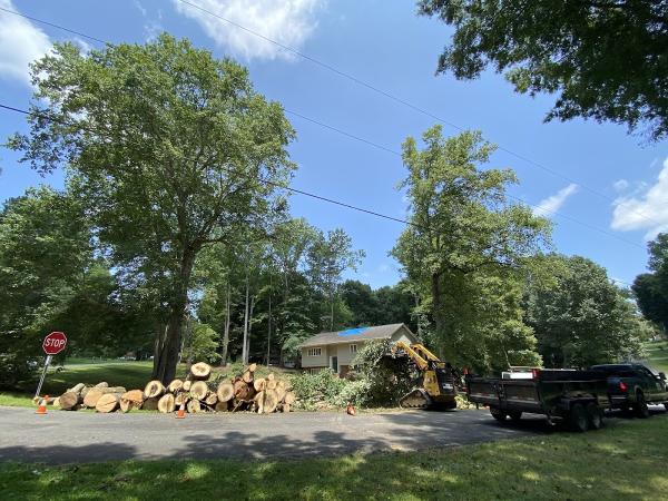 Higher Elevations Tree Care
