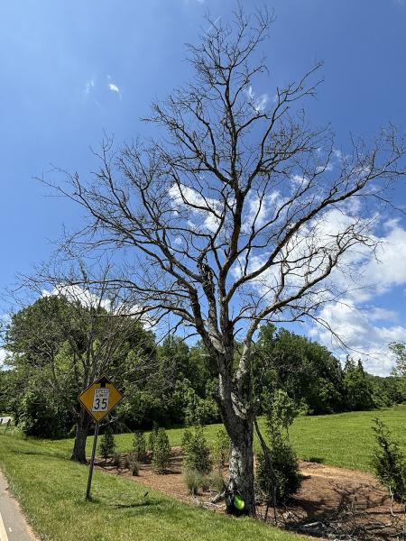 Higher Elevations Tree Care