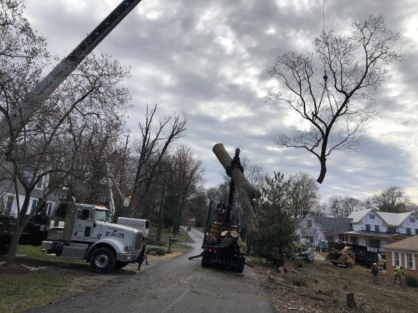 Romeo's Tree Service Inc.