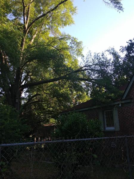 Pioneer Tree Service