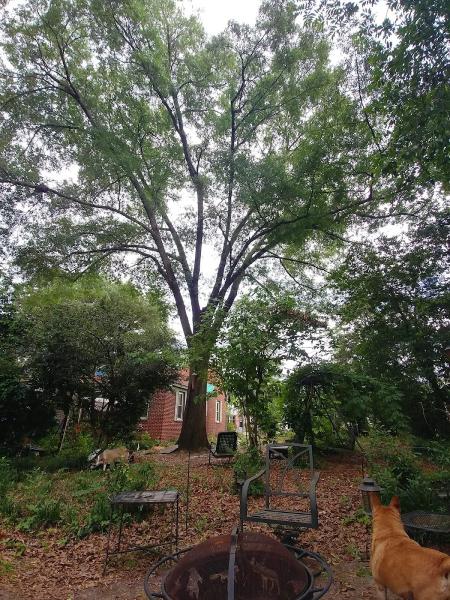 Pioneer Tree Service