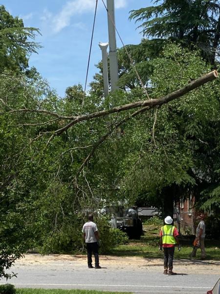 Pioneer Tree Service