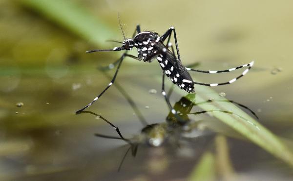 National Pest Experts