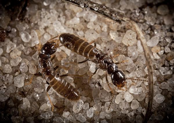 National Pest Experts