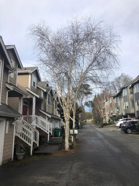 Tree133 LLC