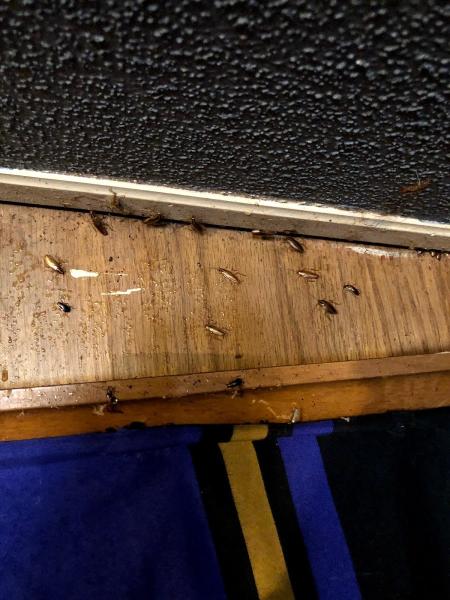 Bug Squashers Pest Control