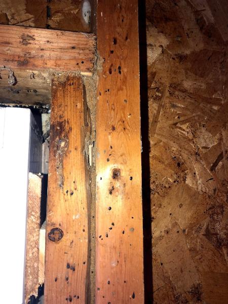 Bug Squashers Pest Control