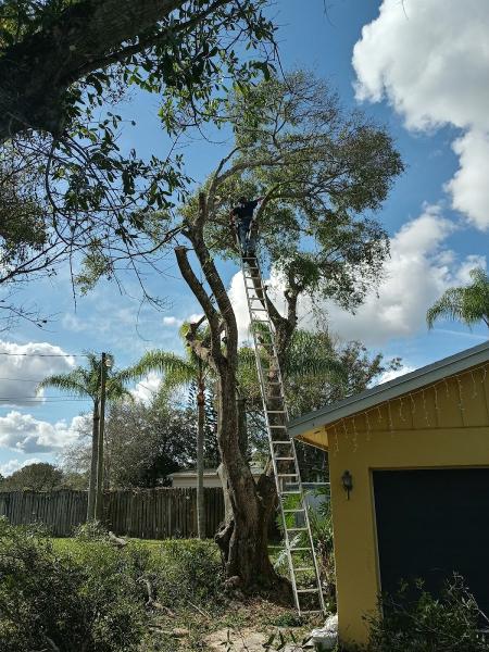 Agosto's Family Tree Services