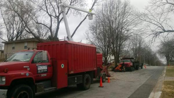 Ward Tree Care