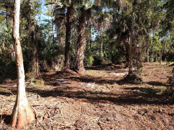 Naples Elite Bobcat & Landscape