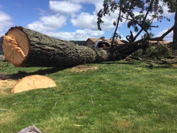 Caudle's Tree Service