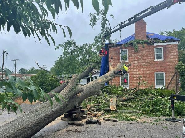 Arborpro Expert Tree Service