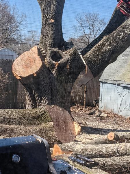 Tree Ninja
