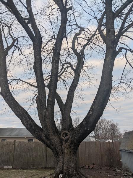 Tree Ninja