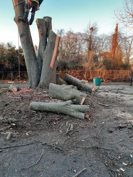 AAA Tree Service NY Corp