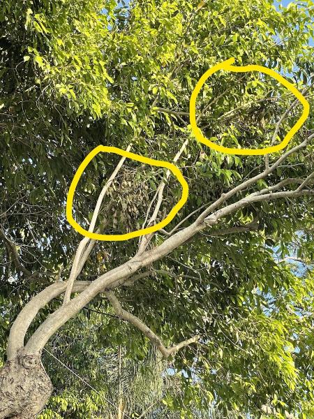 Mark Michaels Tree Service