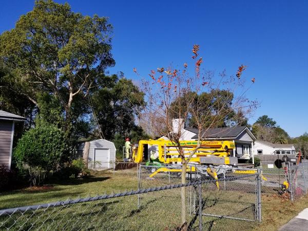 The Branch Manager Tree Service