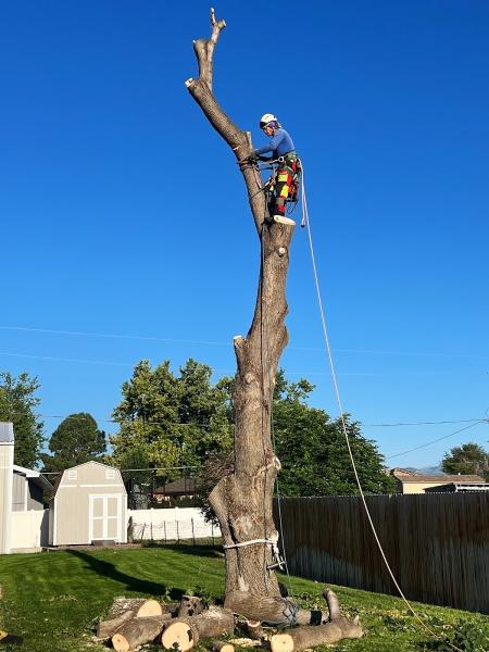 Tree Love Tree Care