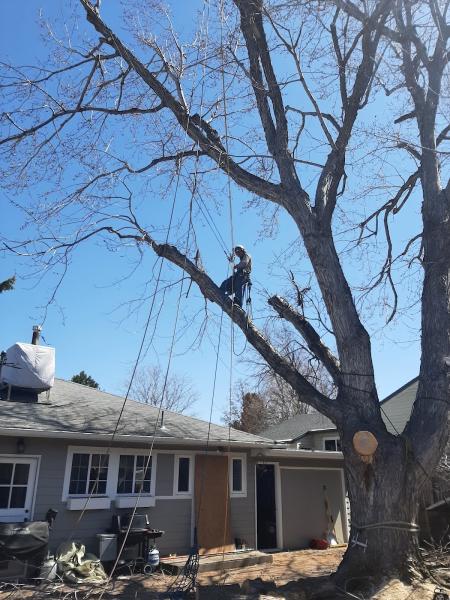 Tree Love Tree Care
