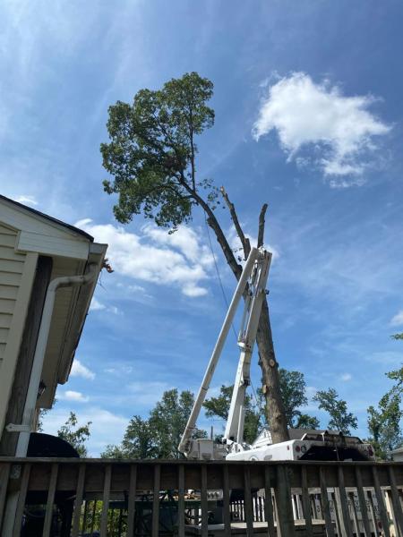 A&C Tree Services LLC