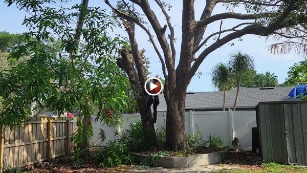 West Tree Services