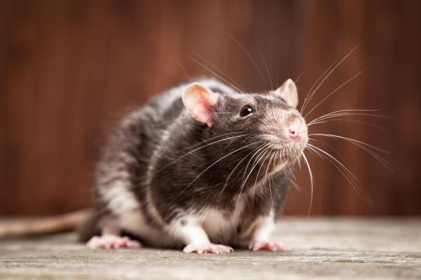 Ecola Termite and Pest Control Services