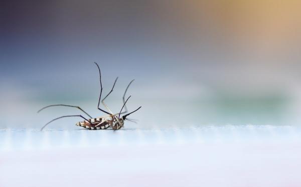 Ecola Termite and Pest Control Services