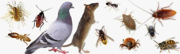 Recon Pest Control