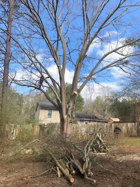 Georgia Tree Service & Hardscape