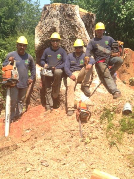 JC Tree Care & Landscape