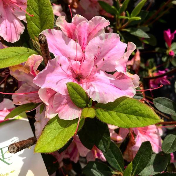 Coastal Landscapes and Nursery
