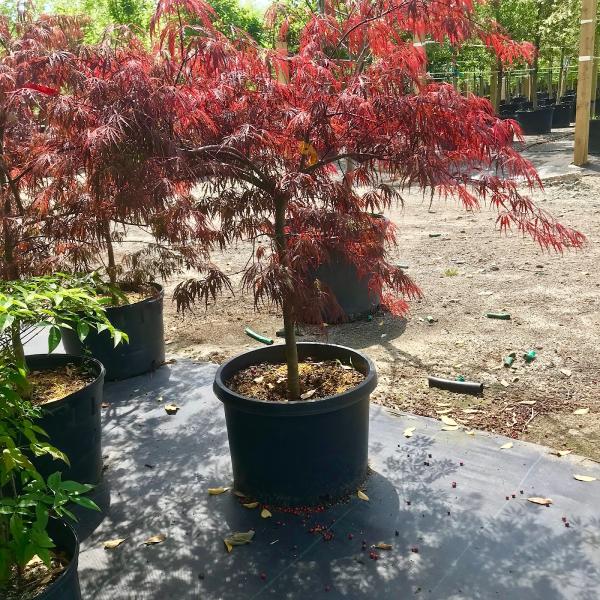 Coastal Landscapes and Nursery