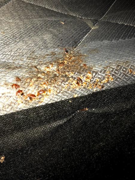 Royal Pest Elimination